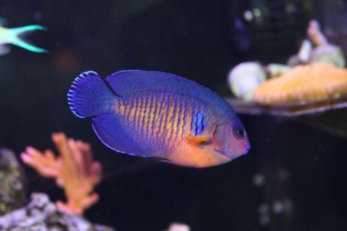 Centropyge bispinosus