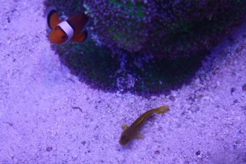 Top down af klovnenes Rhodactis og gobien.