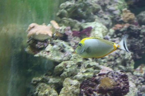 naso elegans.JPG
