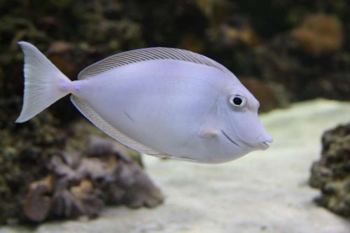naso unicornis.JPG