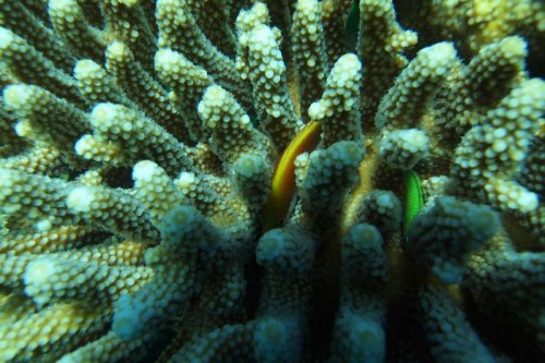 Macro shot af en acropora