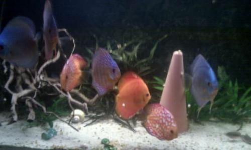 Mit discus akvarie