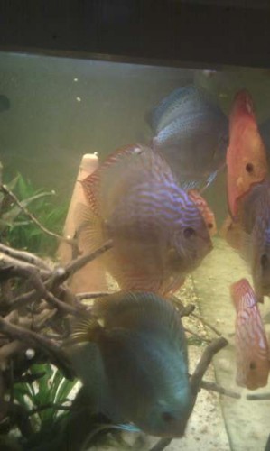 De flotte discus