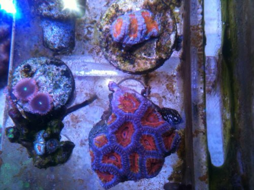 Acanthastrea &quot;Rainbow!