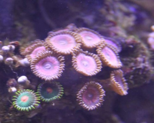 Zoa