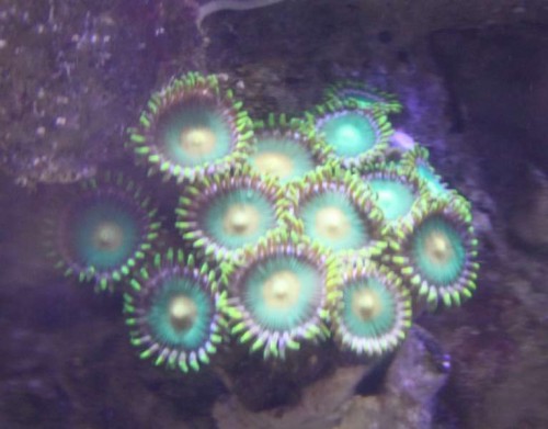 Zoa