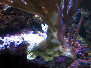 acropora_sjuk2.jpg