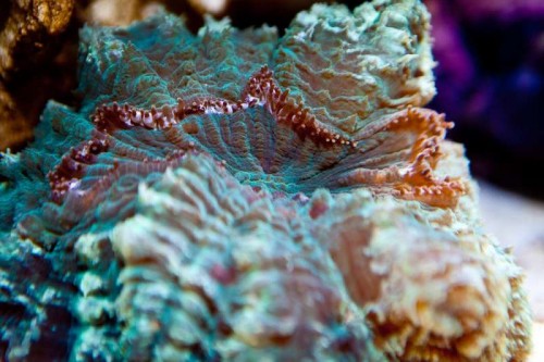 Decocean showbalje januar (16 of 46).jpg