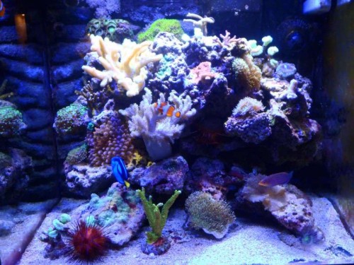 FTS i Skumringslys.jpg