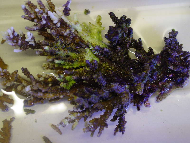 Acropora.jpg