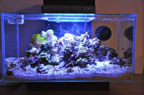 Aftenlys over Zoa kaos