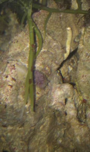 IMAG0489.jpg (23.11 KiB) Vist 1546 gange Rødligt hoved og en snegle krop.