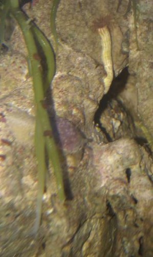 IMAG0490.jpg (24.37 KiB) Vist 1546 gange Her er et lidt tættere på.