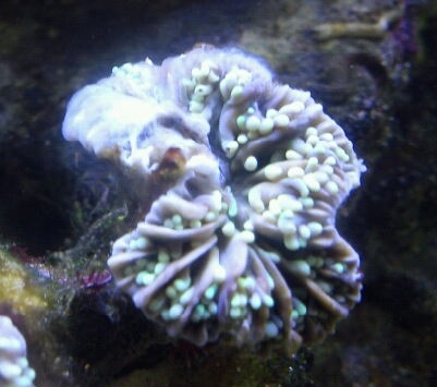 RTN i Euphyllia