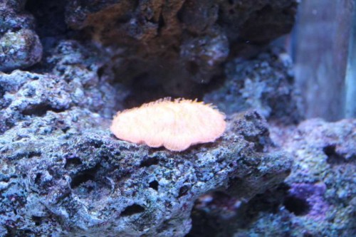 Fungia