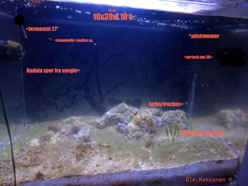 akvarie.jpg