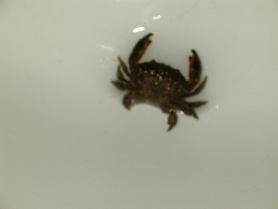Krabbe