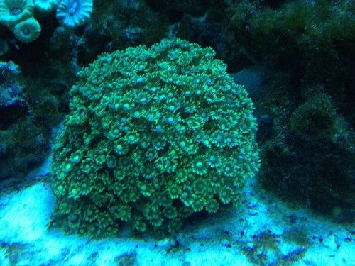 Goniopora under T5.