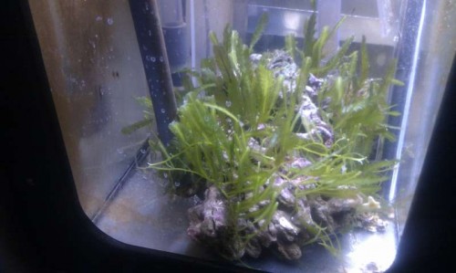 Refugium