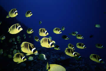 Racoon Butterflyfish