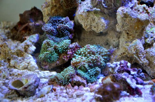 DSC_0163.JPG