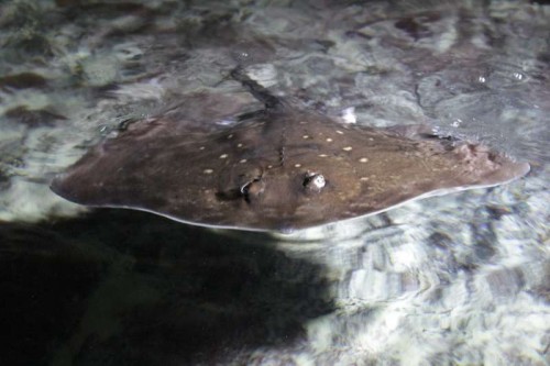 IMG_2979.JPG