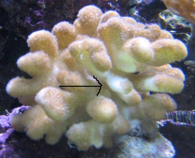 stylophora_1 (Small).jpg