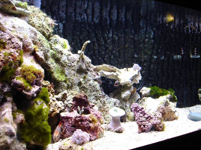 Akvariet.
