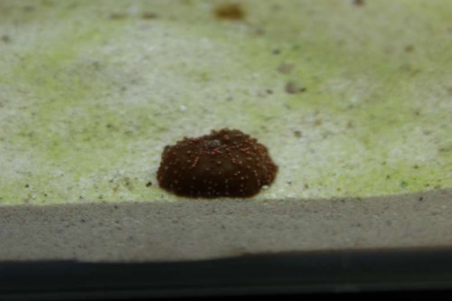 En lille rød skiveanemone har lagt sig ud på, det nu grønne, sand :D