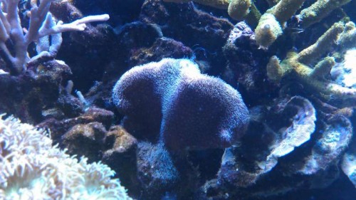 IMAG0200.jpg (51.53 KiB) Vist 5152 gange Denne er indkøbt som P. Decussata