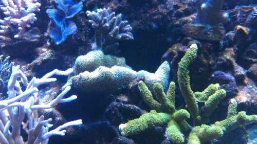 IMAG0201.jpg (55.25 KiB) Vist 5152 gange Denne er også en Pavona (den i midten ik`), langpelset som foregående men grøn med stærkt grønne "nister"