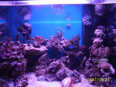 2x24W Fiji Purble
