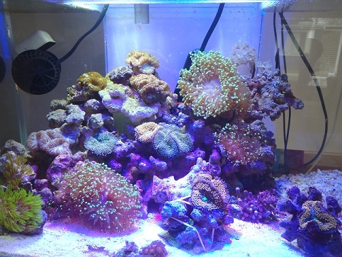 Full tank shot.jpg