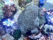 tubipora1.jpg