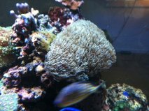 tubipora2.jpg