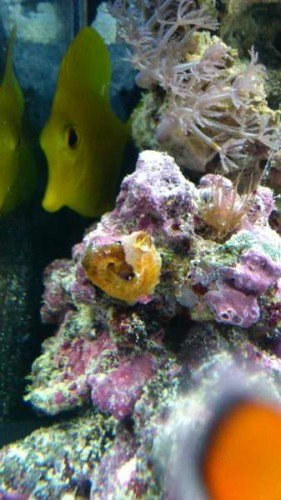 akvarie 3 018.JPG (31.67 KiB) Vist 928 gange akvarie 3 018.JPG