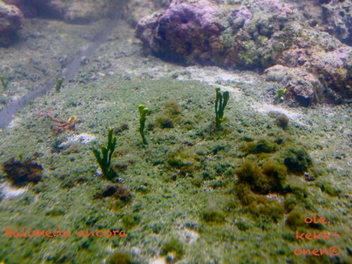 halimeda sp1.jpg