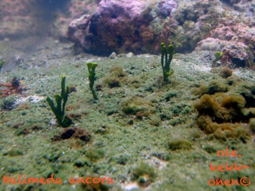 halimeda sp.jpg