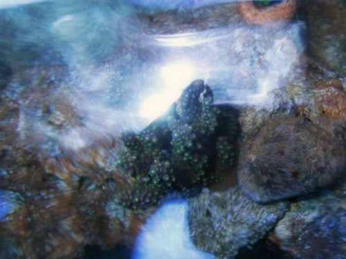 tricolor-acropora.jpg