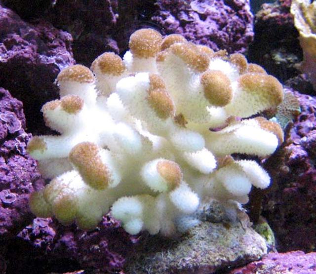 stylophora (Small).jpg