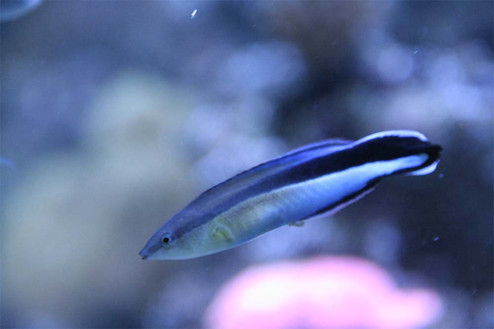 pusse fisk