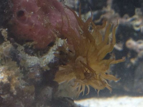 30 Marts 2012<br />Er det en Glasrose?