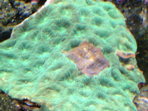 Koral med lilla polypper 002.jpg