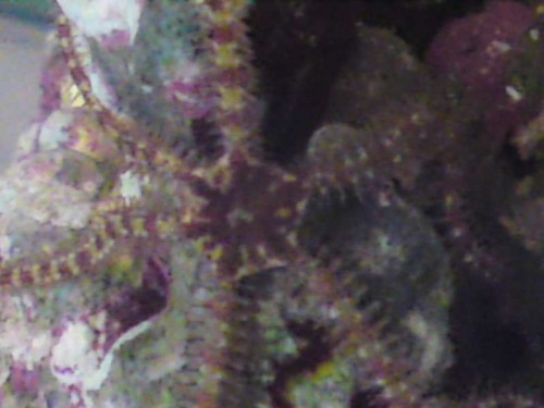 Slangesøstjerne 6-7 cm i diameter