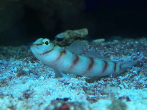 Amblyeleotris diagonalis - Dragon Goby