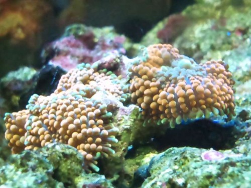 Ricordea florida &quot;Skiveanemone&quot;