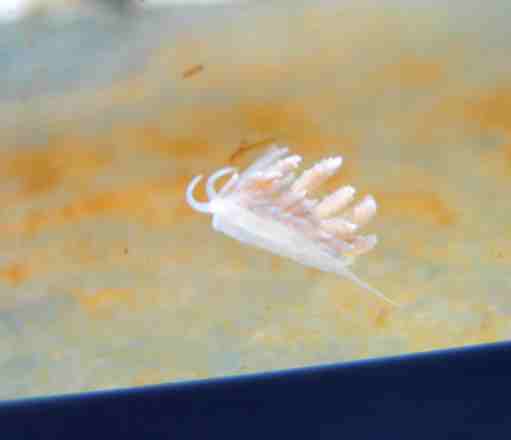 flatworm.jpg