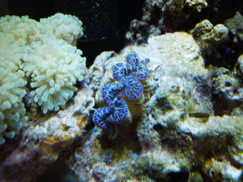 Tridacna