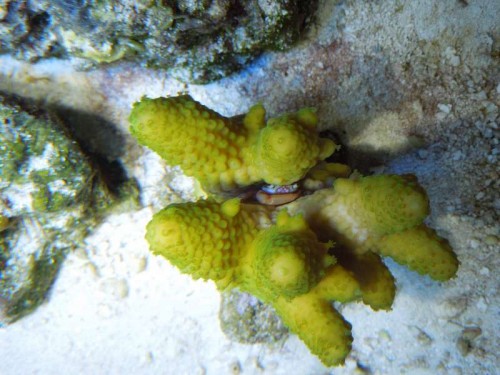 Acropora med krabbe :-)