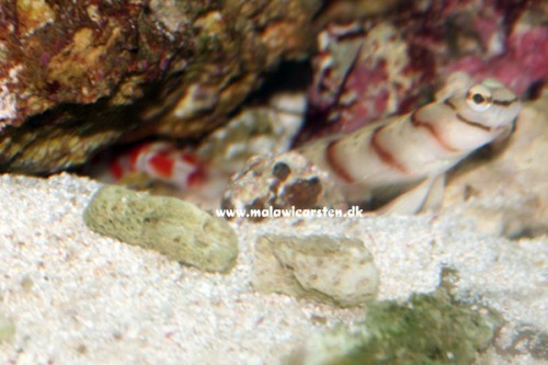 Amblyeleotris diagonalis - Dragon Goby og Alpheus randalli - Randall's Pistol Shrimp.
